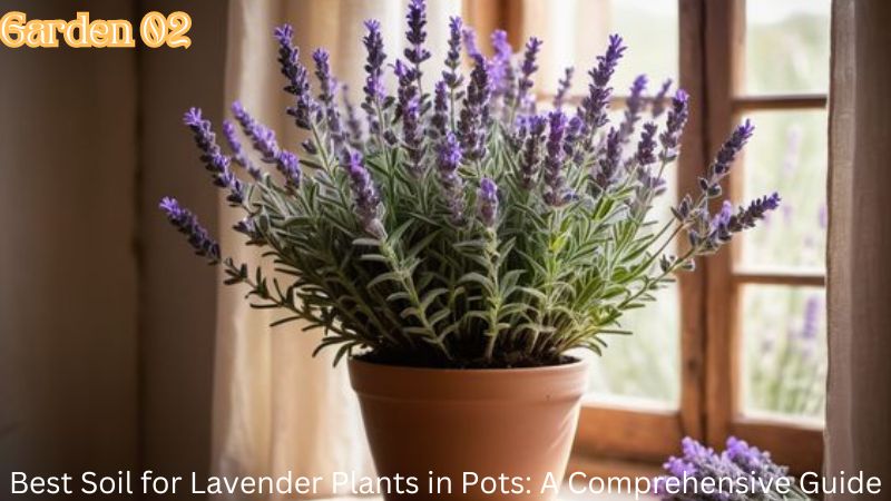 Best Soil for Lavender Plants in Pots: A Comprehensive Guide