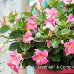 Dipladenia Plant Annual or Perennial (1)