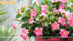 Is the Dipladenia Plant Annual or Perennial? A Comprehensive Guide