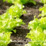 How to Germinate Lettuce Seeds (1)