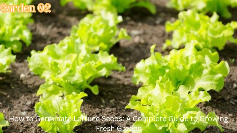 How to Germinate Lettuce Seeds: A Complete Guide to Growing Fresh Greens