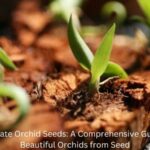 How to Germinate Orchid Seeds