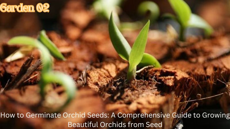 How to Germinate Orchid Seeds: A Comprehensive Guide to Growing Beautiful Orchids from Seed