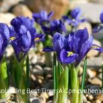 Iris Transplanting Best Time (2)