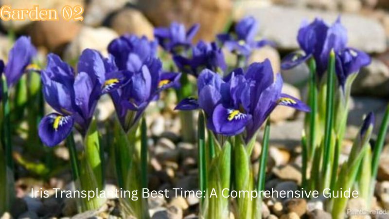 Iris Transplanting Best Time: A Comprehensive Guide