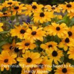 Is Rudbeckia a Perennial (1)