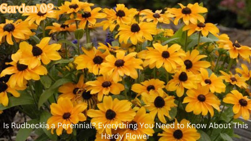 Is Rudbeckia a Perennial? Everything You Need to Know About This Hardy Flower