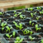 Soaking Seeds in Hydrogen Peroxide (1)