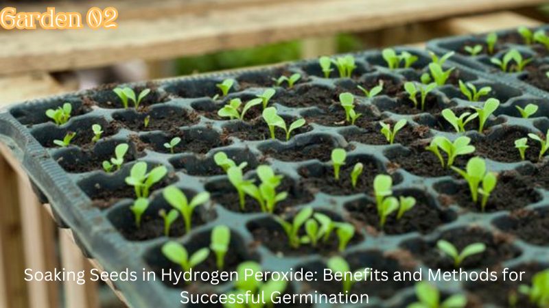 Soaking Seeds in Hydrogen Peroxide: Benefits and Methods for Successful Germination