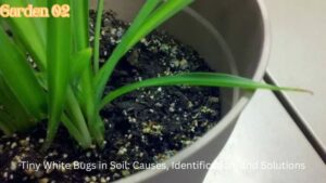 Tiny White Bugs in Soil: Causes, Identification, and Solutions