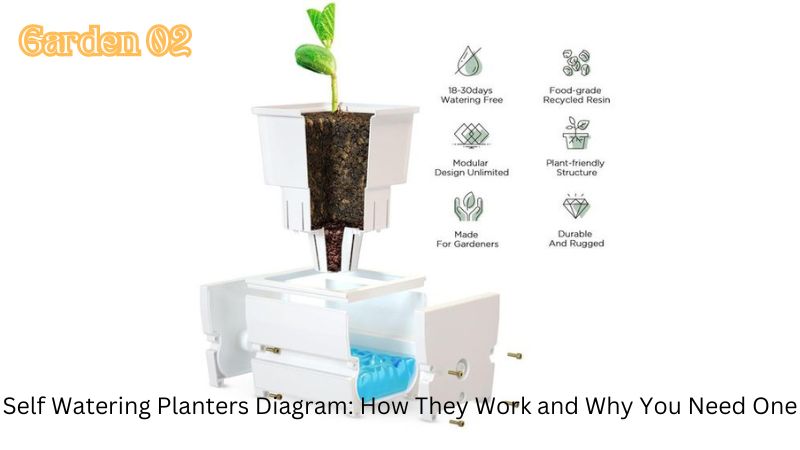 Self Watering Planters Diagram: How They Work and Why You Need One